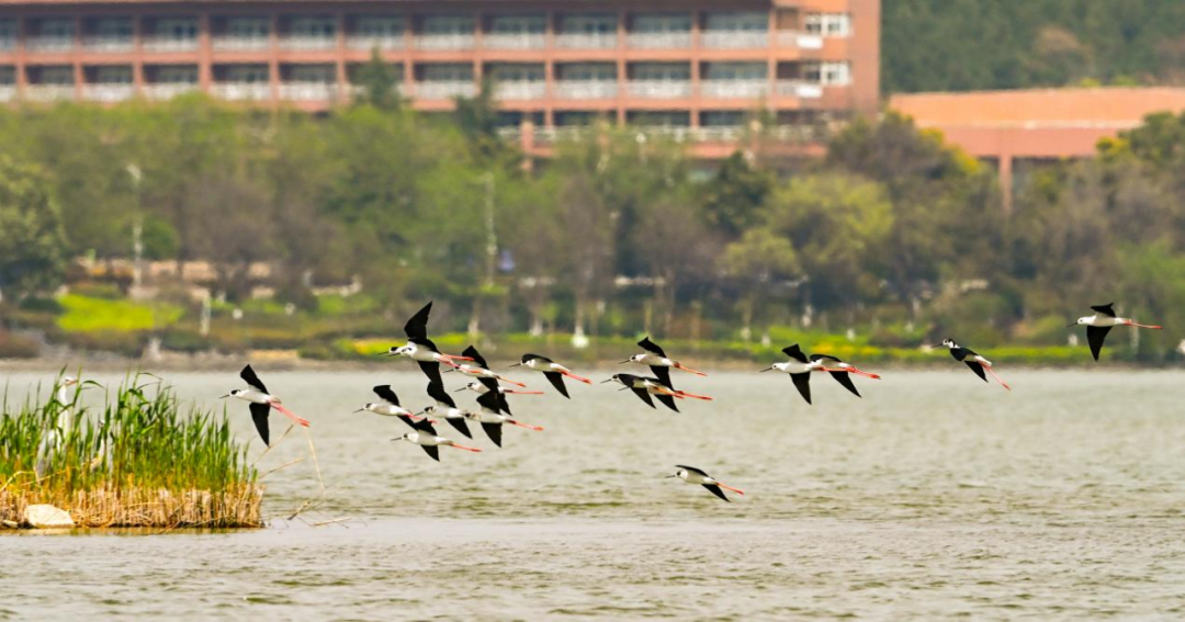 云龙湖来了40长脚鹬，吸引众多摄影师的目光